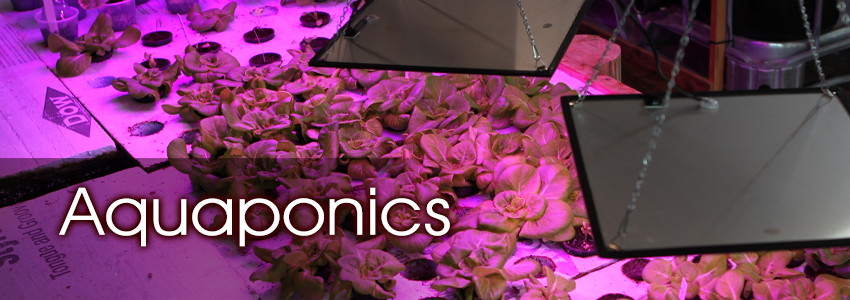 Aquaponics at Charis Bible College